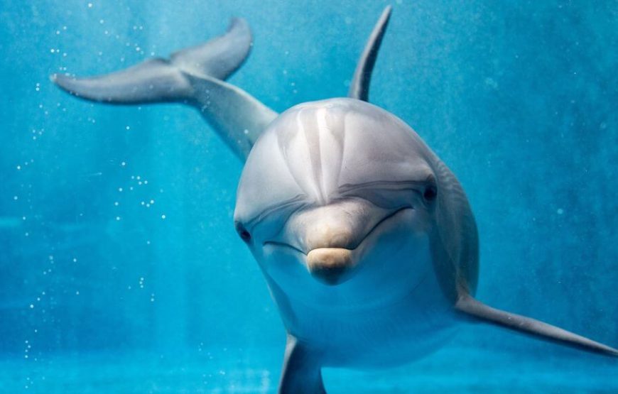 “Dolphin House Adventure” Dolphin House