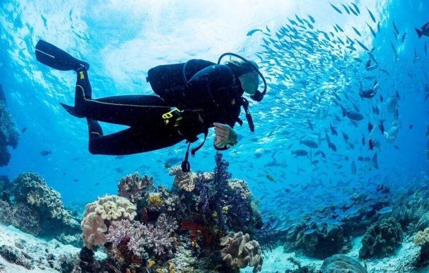 “Red Sea Diving in Hurghada” Diving