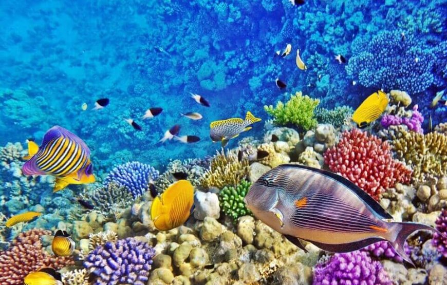 “Red Sea Diving in Hurghada” Diving