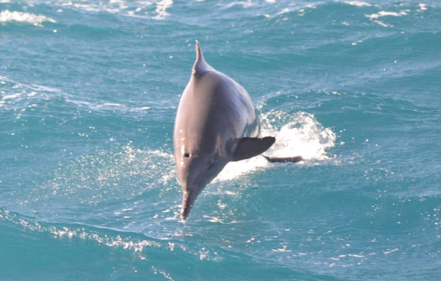 “Dolphin House Adventure” Dolphin House