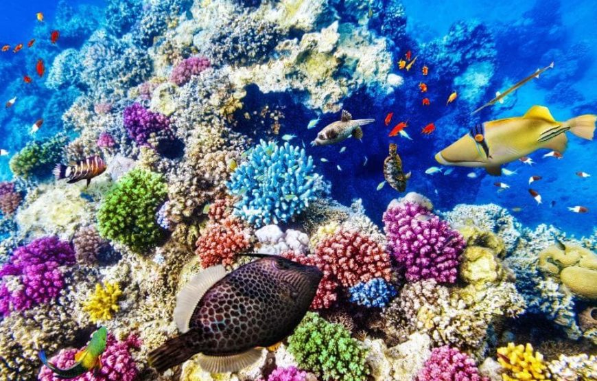 “Red Sea Diving in Hurghada” Diving