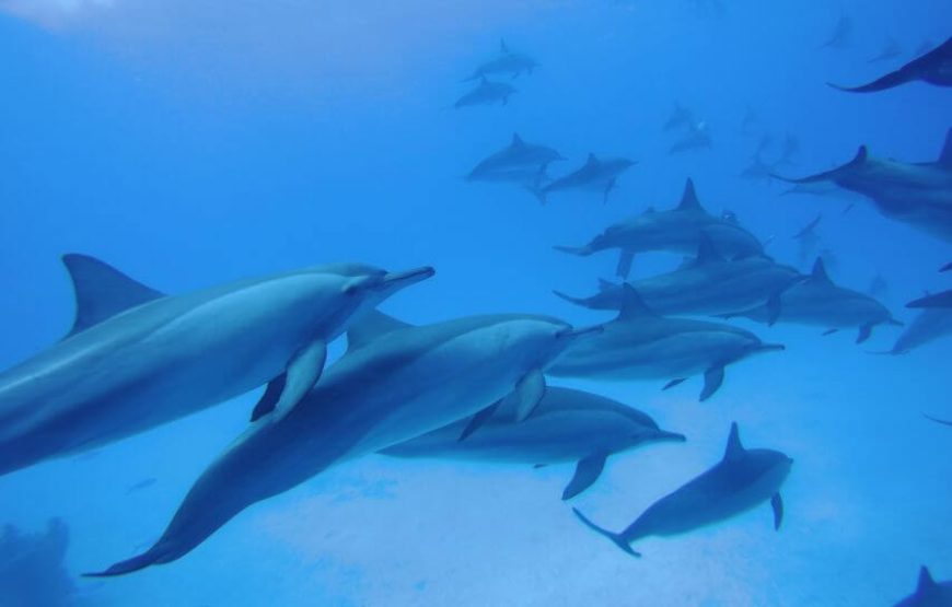 “Dolphin House Adventure” Dolphin House