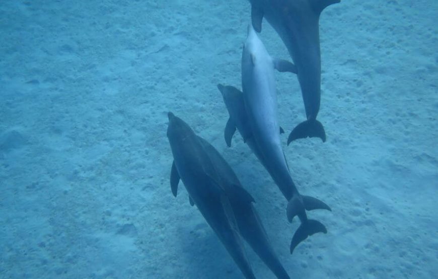 “Dolphin House Adventure” Dolphin House