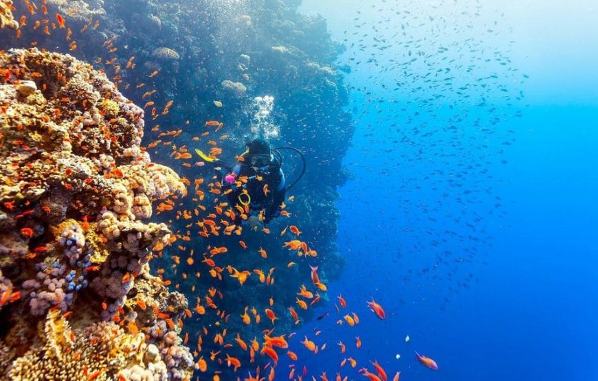 “Red Sea Diving in Hurghada” Diving