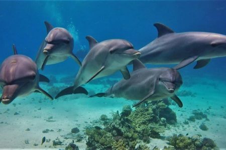 "Dolphin House Adventure"