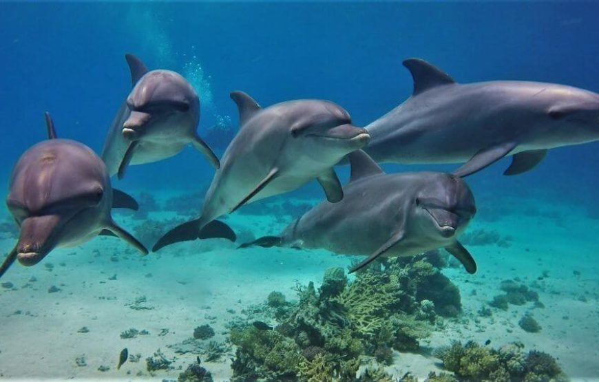“Dolphin House Adventure” Dolphin House