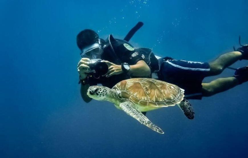 “Red Sea Diving in Hurghada” Diving