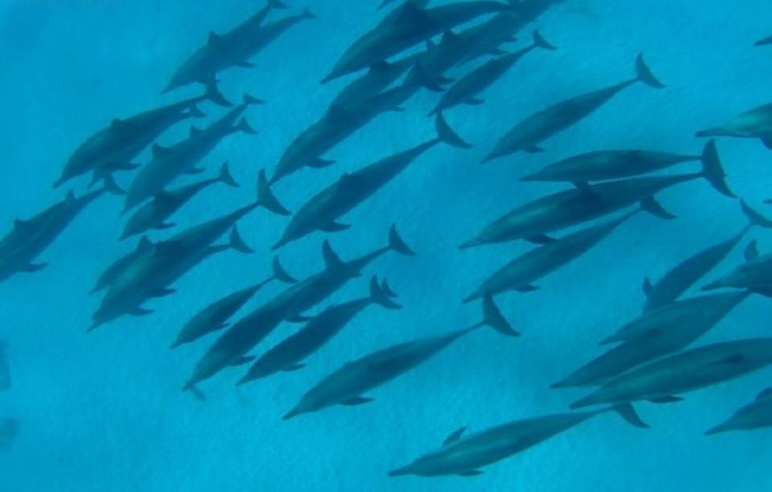 “Sataya snorkeling trip” Sataya Over Night