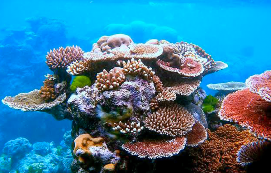 “Marsa Alam Heaven on Earth Tour” Egyptian Maldives