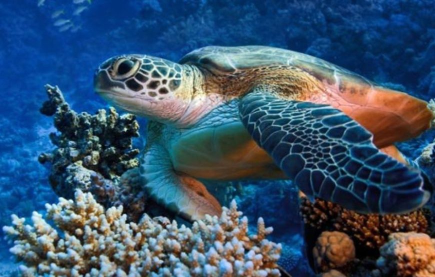Discover Abu Dabab’s marine wonders Abu Dabab Turtles bay