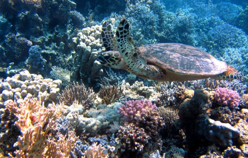 Discover Abu Dabab’s marine wonders Abu Dabab Turtles bay