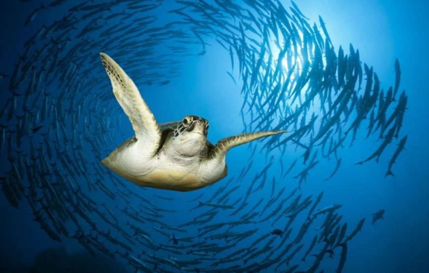 Discover Abu Dabab’s marine wonders Abu Dabab Turtles bay