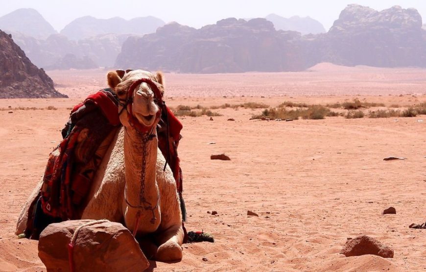 Marsa Alam safari adventure Super Safari