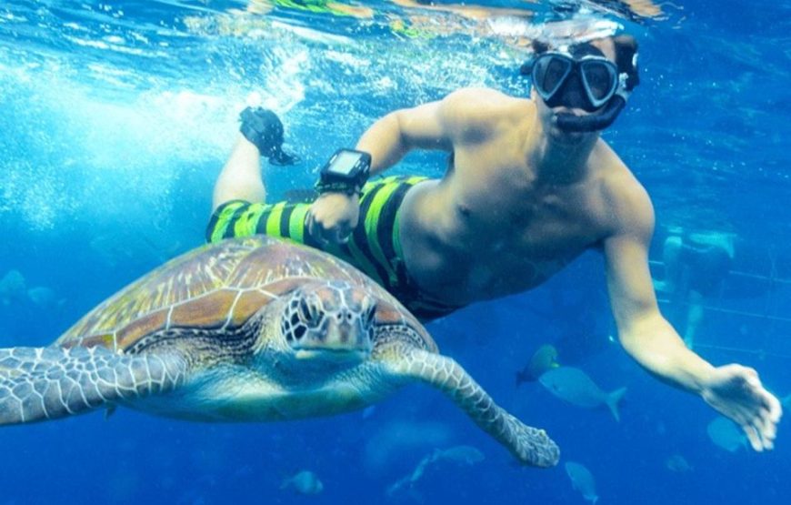 Discover Abu Dabab’s marine wonders Abu Dabab Turtles bay