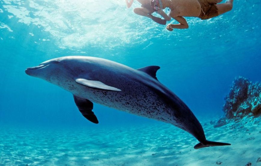 Discover Abu Dabab’s marine wonders Abu Dabab Turtles bay