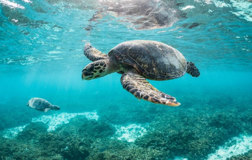 Discover Abu Dabab’s marine wonders Abu Dabab Turtles bay
