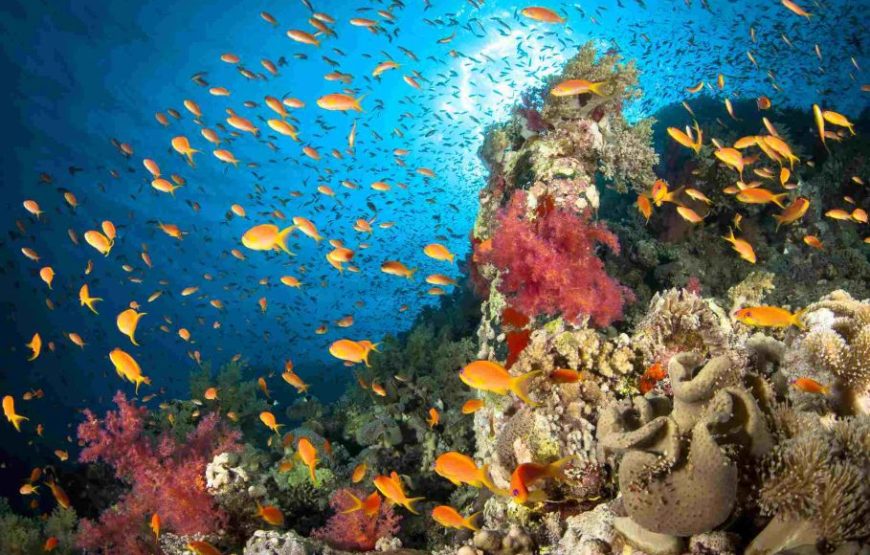 Discover Abu Dabab’s marine wonders Abu Dabab Turtles bay