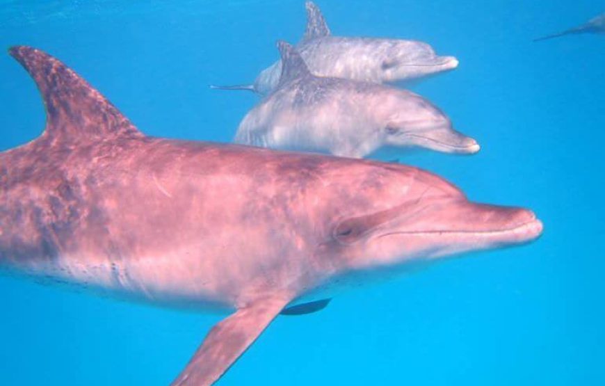 “Sataya snorkeling with dolphins” Reef