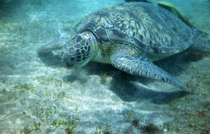 “Sataya snorkeling with dolphins” Reef
