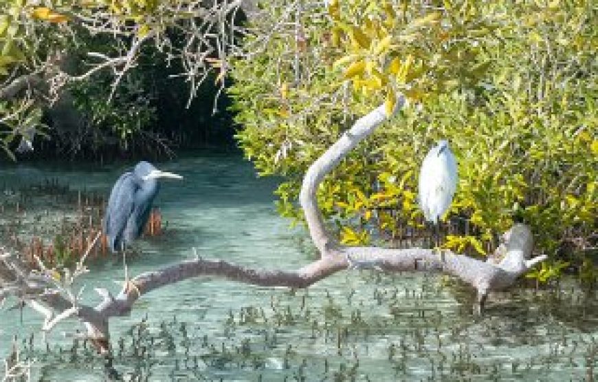 “Marsa Alam Heaven on Earth Tour” Egyptian Maldives