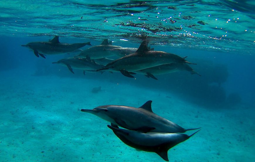 “Sataya snorkeling trip” Sataya Over Night