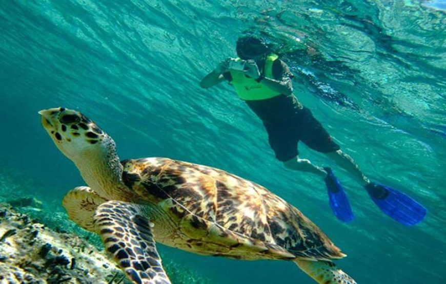 “Sataya snorkeling with dolphins” Reef