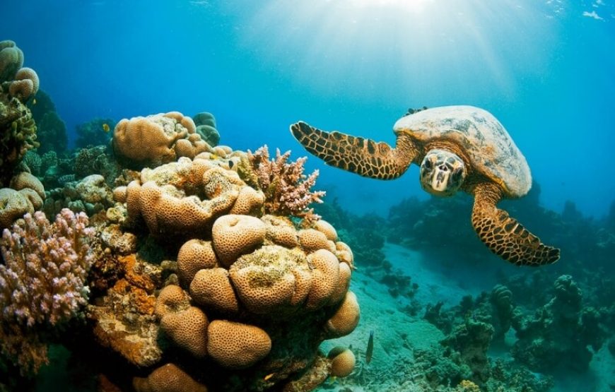 “Hamata Islands snorkeling adventure” Hamata Island