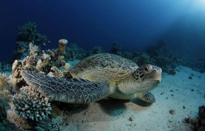 “Hamata Islands snorkeling adventure” Hamata Island