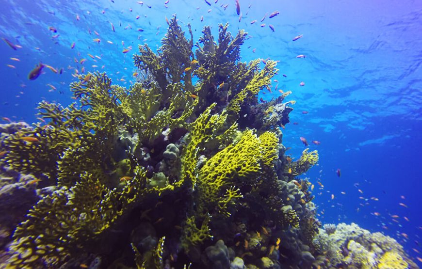 “Hamata Islands snorkeling adventure” Hamata Island
