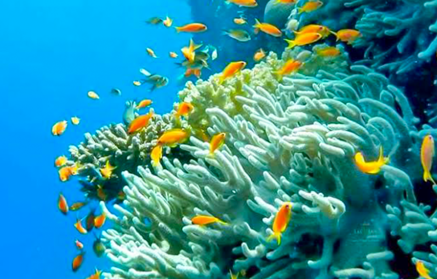 “Marsa Alam Heaven on Earth Tour” Egyptian Maldives