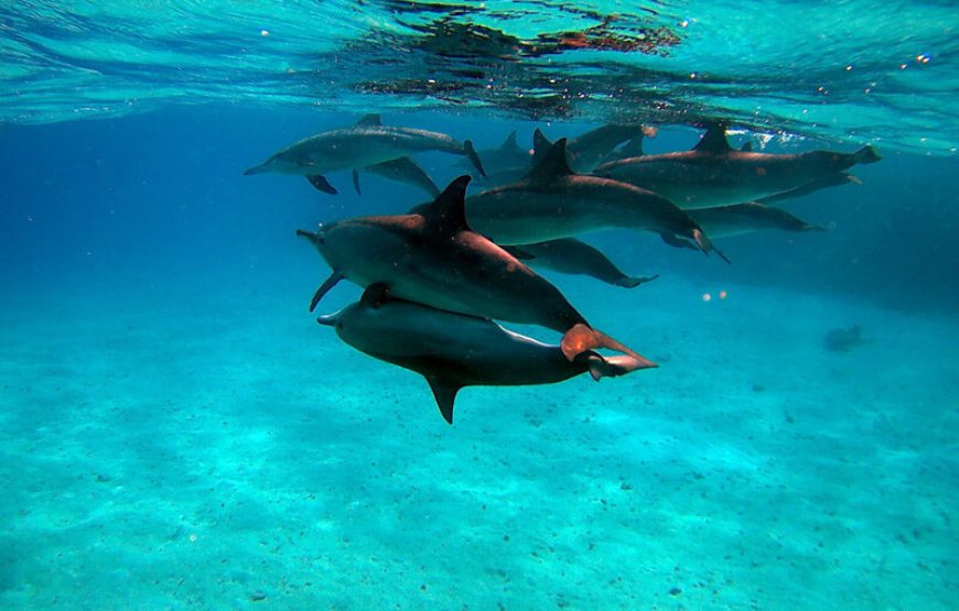 “Sataya snorkeling trip” Sataya Over Night