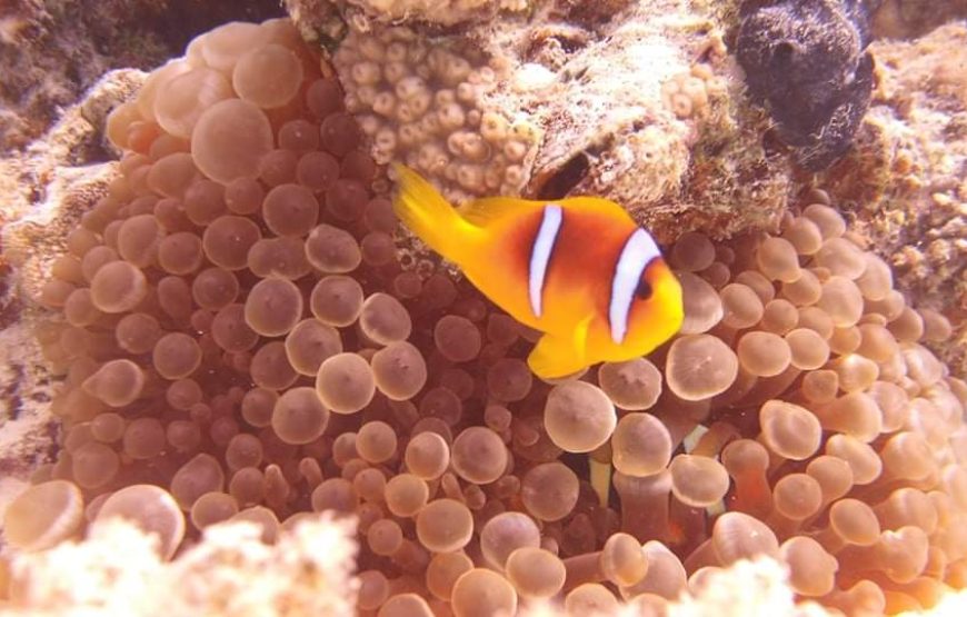 “Marsa Alam Heaven on Earth Tour” Egyptian Maldives