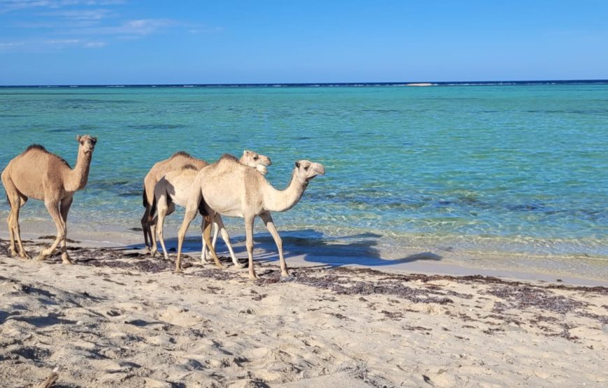 “Marsa Alam Heaven on Earth Tour” Egyptian Maldives