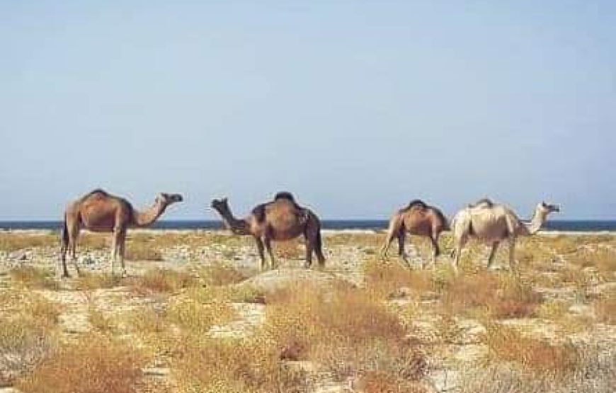 “Marsa Alam Heaven on Earth Tour” Egyptian Maldives