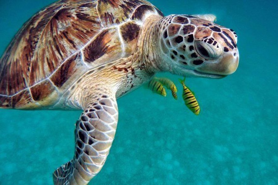 Marsa Mubarak snorkeling