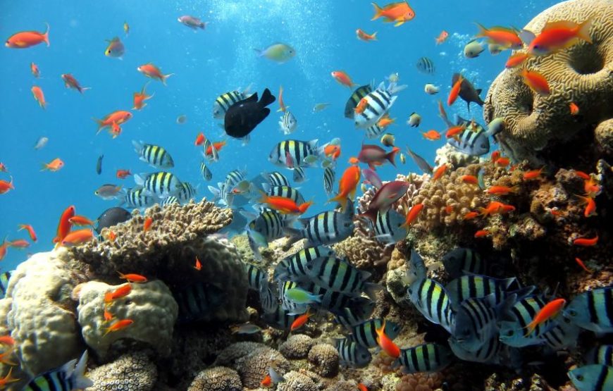 Glass Bottom Boat Hurghada Sindbad submarine