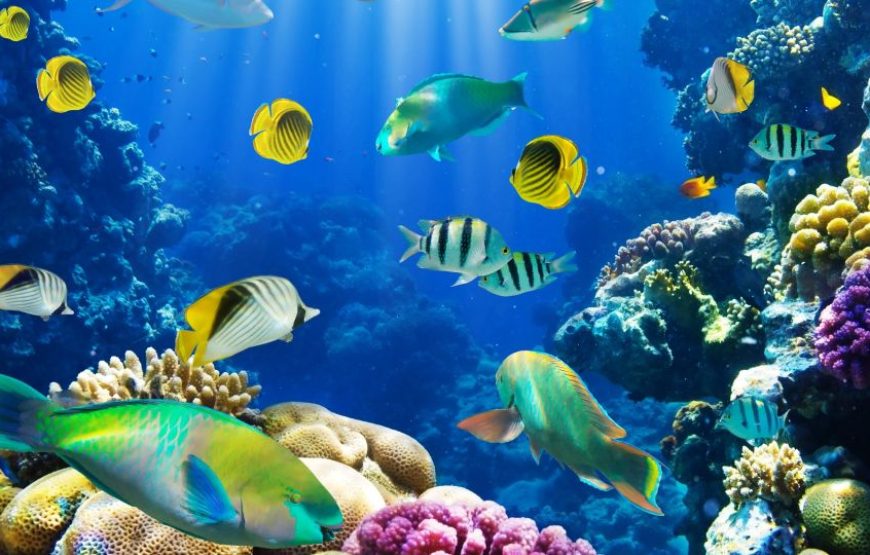 Glass Bottom Boat Hurghada Sindbad submarine
