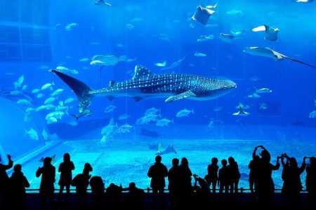Grand Aquarium Hurghada