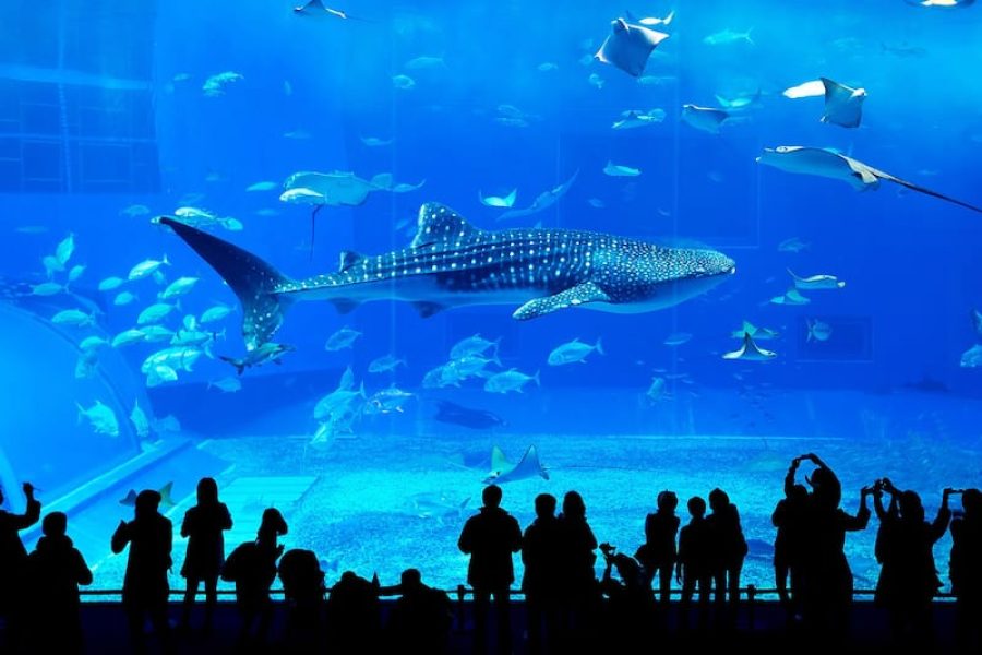 Grand Aquarium Hurghada