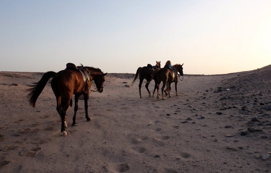 “horse riding excursion in Hurghada”