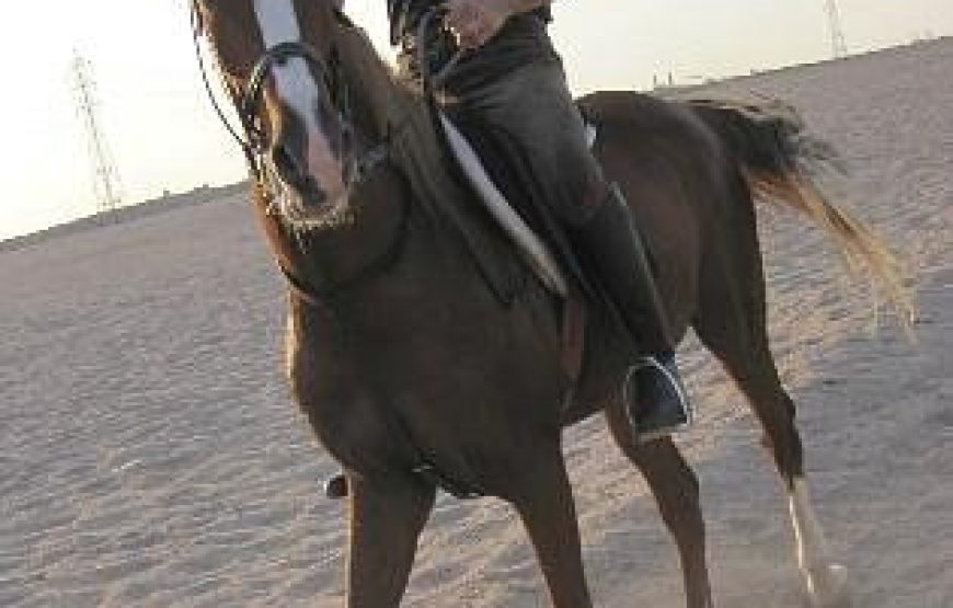 “horse riding excursion in Hurghada”