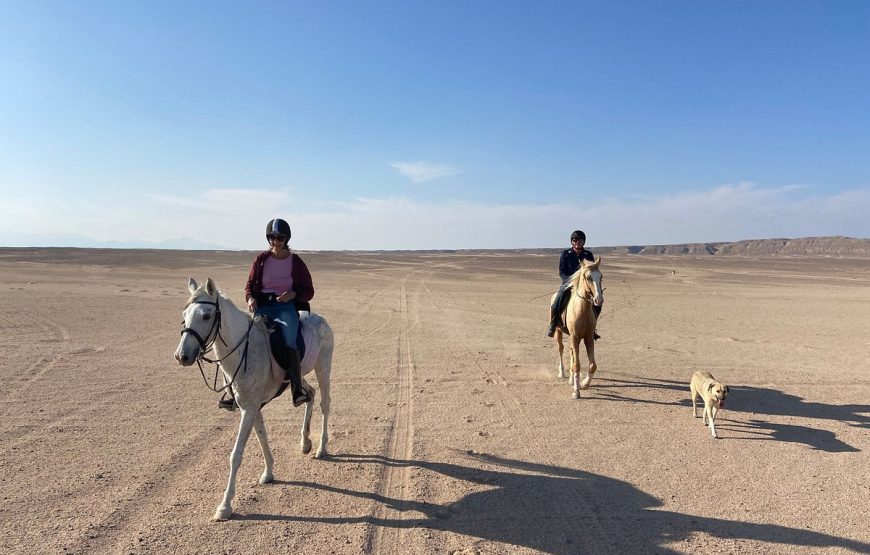 “horse riding excursion in Hurghada”
