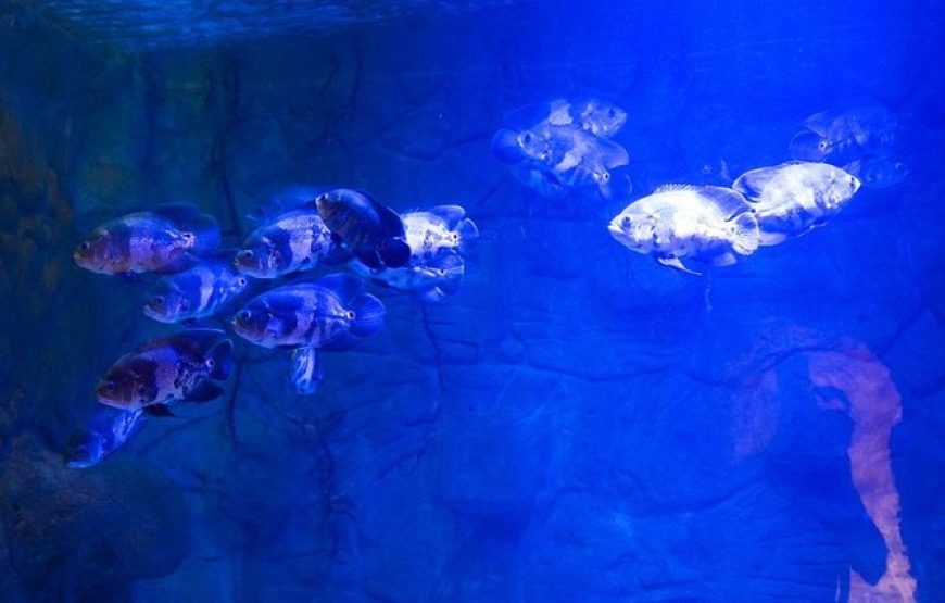 Grand Aquarium Hurghada