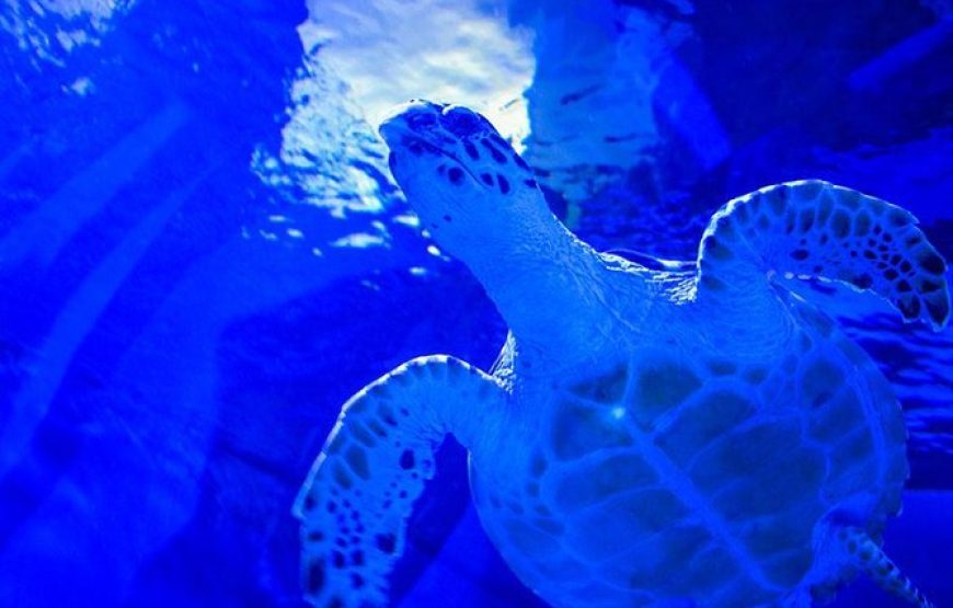Grand Aquarium Hurghada
