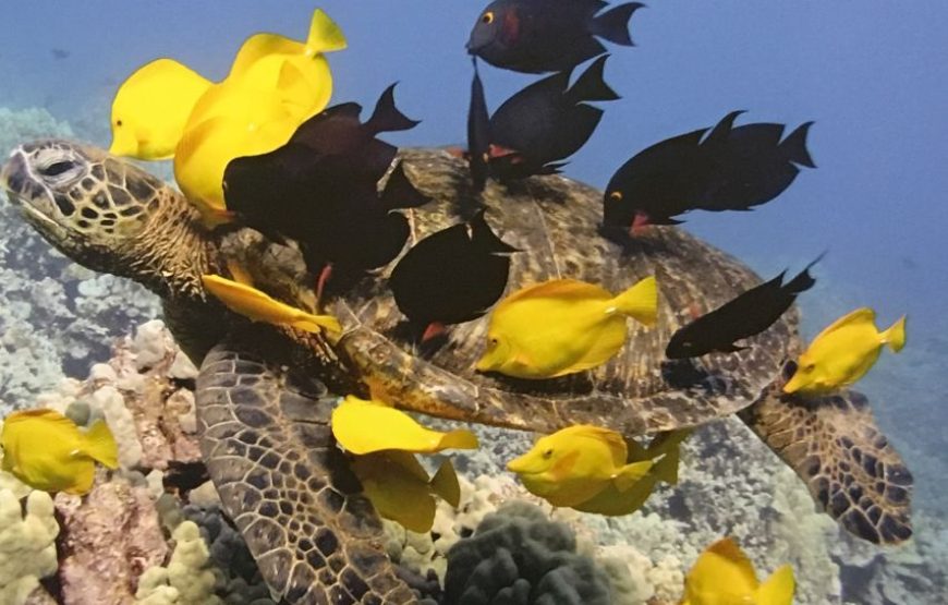 Marsa Alam’s underwater adventure