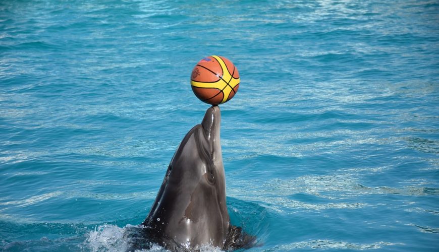 "Family-friendly Dolphin Show Hurghada"