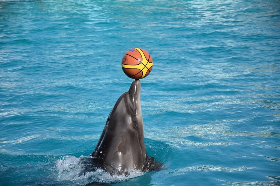 "Family-friendly Dolphin Show Hurghada"